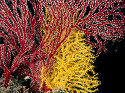 Coralii - o bogăție fantastică de forme și culori