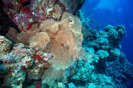 Coralii - o bogăție fantastică de forme și culori