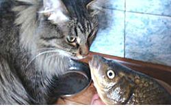 Hrănirea pește pisica - cum să se hrănească și ceea ce este nociv pentru pisici de pește