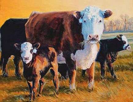 Vacile Hereford caracteristic, conținut, fotografie și prețul de viței