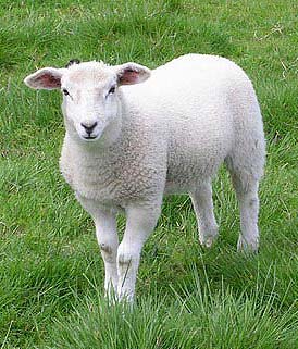 Capra (ovine) semn ET horoscop, horoscop de capră caracteristic (ovine)