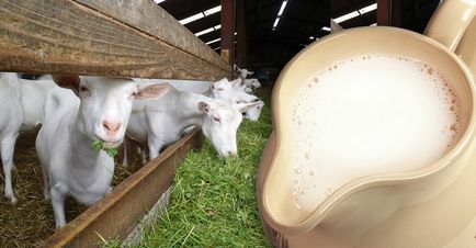 lapte de capră - bun, compoziția de lapte, care este mai sănătos - lapte de vacă sau de capră