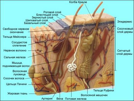Funcția de piele umană, structura, fapte interesante