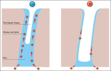 Funcția de piele umană, structura, fapte interesante