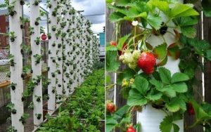 paturi de flori frumoase din țară, cu propriile lor mâini, 100 de idei și fotografii!