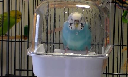 budgies de baie cum să facă baie (foto și video)