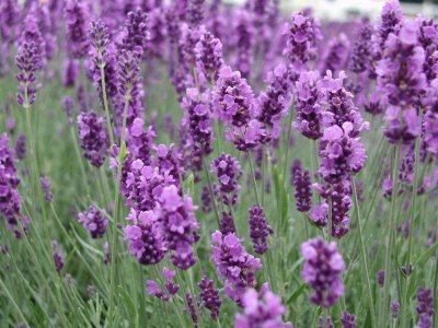 cerere de lavandă, descriere, istorie, fotografii (lavanda) aplicare Lavandă, descriere, istorie, fotografii