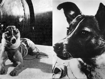Laika primul câine în spațiu