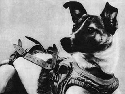 Laika primul câine în spațiu