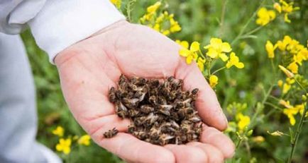 Tratamentul de albine Podmore - rețete și recomandări