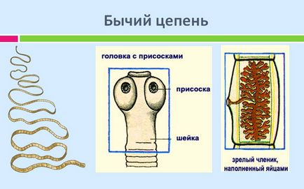 Tapeworms la om simptome și semne, fotografii