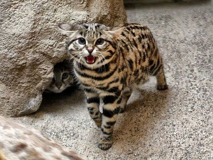 leopard asiatice descriere pisica rasa, habitat, domesticire