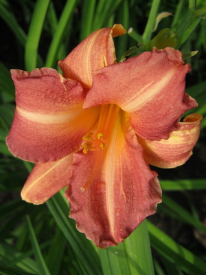 fotografia și numele Daylily soiuri daylily, plantare și îngrijire de flori daylily