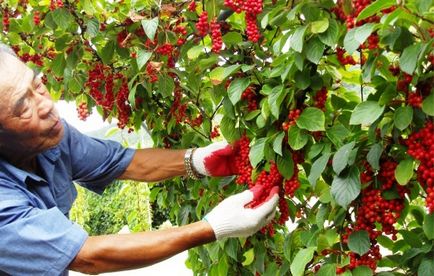 plantare Schisandra, cultivare, îngrijire, fotografie, selectați