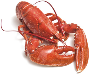 Lobster - proprietăți utile și dăunătoare ale homar