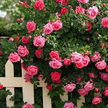 Cea mai bună grădină de trandafiri în site-uri de design fotografie peisaj cu trandafiri