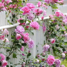 Cea mai bună grădină de trandafiri în site-uri de design fotografie peisaj cu trandafiri