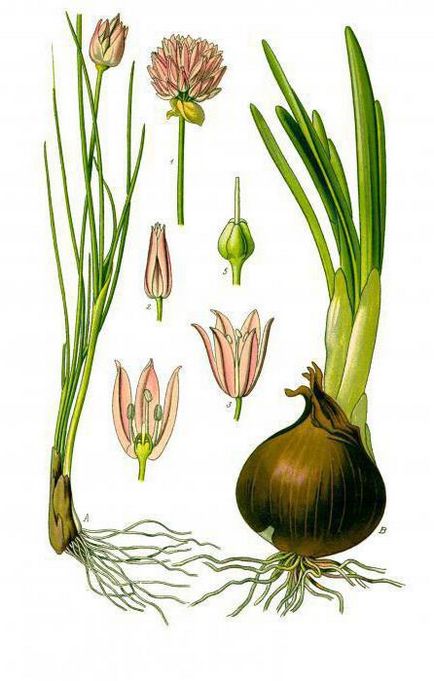 arpagic ceapa - ceea ce este cultivarea-ceapa arpagic din semințe, caracteristicile solului și descrierea