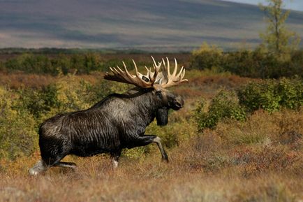vânătoare Moose Momeala cu Moose momeală - vabu de vânătoare