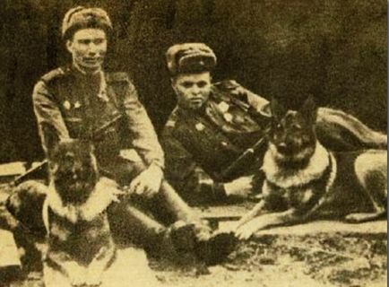 câine Shaggy ca soldați ai Armatei Roșii au luptat împotriva invadatorilor naziști