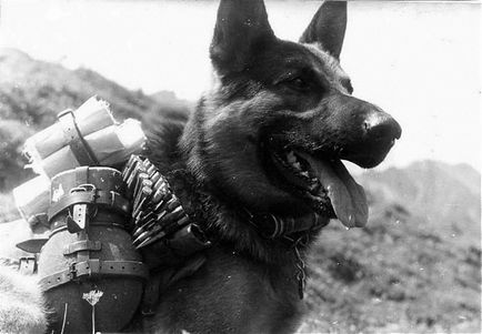 câine Shaggy ca soldați ai Armatei Roșii au luptat împotriva invadatorilor naziști
