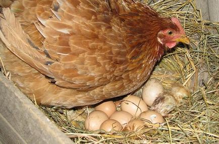 Este posibil să se hrănească pâinea găinilor ouătoare ce nu