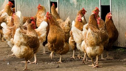 Este posibil să se hrănească găinile ouătoare beneficiile pâine și potențialele efecte negative ale acestui produs