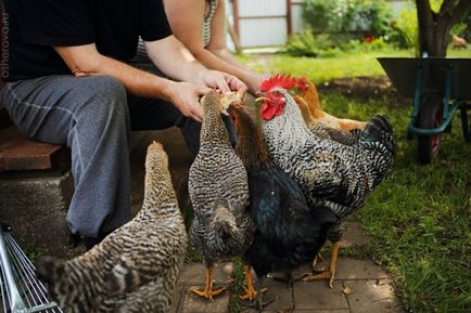 Este posibil să se hrănească găinile ouătoare pâine toate argumentele pro și contra, sfaturi