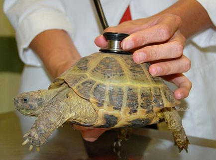 broască țestoasă coajă moale de ce și ce să facă