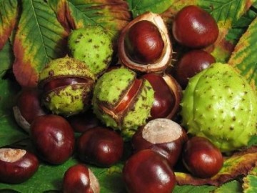 Chestnut reteta tinctura vodca si aplicarea