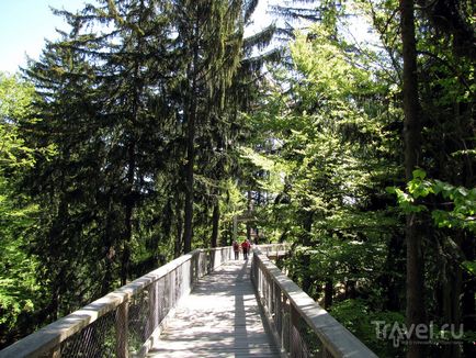 călătorie Parcul Național Pădurea Bavareză prin vârfurile copacilor