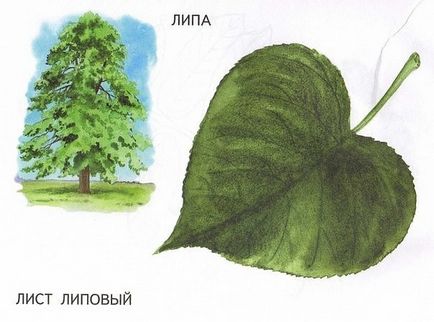 Numele copacilor și frunzele lor