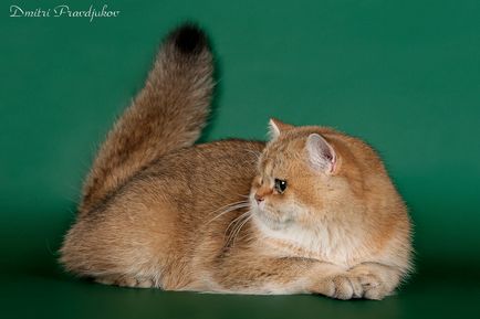 Culori British pisici și pisici fotografie și descriere