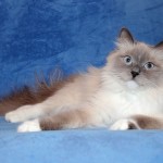 Culorile de pisici Siberian cu fotografie albastru, Neva Masquerade, rosu, alb, trei culori, fum,