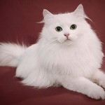 Culorile de pisici Siberian cu fotografie albastru, Neva Masquerade, rosu, alb, trei culori, fum,