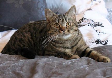 pisicile tabby culoare din Marea Britanie (foto)