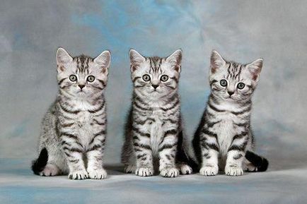 pisicile tabby culoare din Marea Britanie (foto)