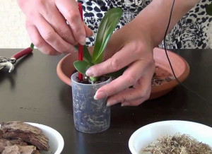 orhidee Phalaenopsis - tipuri de bază, recomandări pentru îngrijirea și tratamentul bolilor la domiciliu