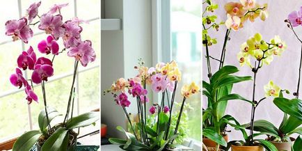 Orhideele - îngrijirea la domiciliu, înflorire, reproducerea și transplantarea plante, fotografii și video