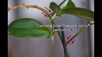 Orhideea inflorit, ce să facă cu o săgeată, așa cum se taie, cum de transplant de o instalație într-un alt vas