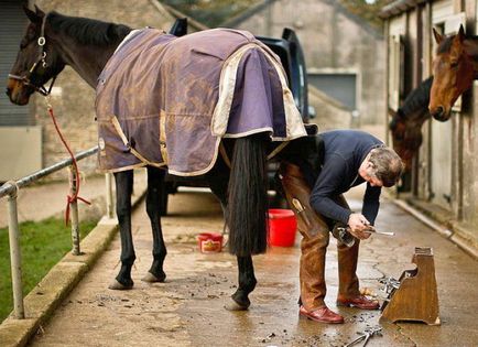 Bazele de cai de reproducere și sfaturi de întreținere pentru îngrijirea la domiciliu și de curățare