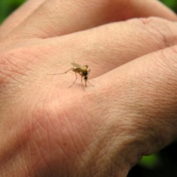 Înroșire și umflare după simptome muscatura de insecte, tratamentul si prevenirea