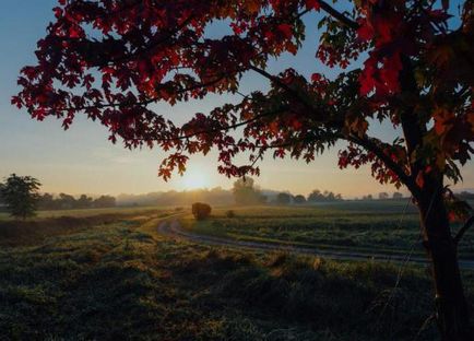 fotografii de copac lemn de trandafir, proprietăți, culoare