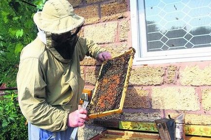 Bee tratament Podmore și metodele de utilizare
