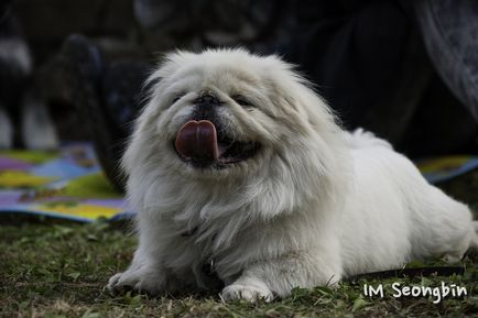 Foto pechinez descriere rasa, caracter, produse alimentare și prețurile