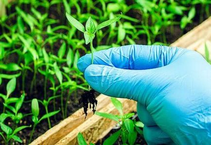 Cultivarea piper și de întreținere în seră, videoclipurile și fotografiile (îngrijire) Cultivarea piper și de întreținere în seră, videoclipurile și fotografiile