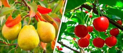În timpul sezonului de creștere este în plante, fructe roșii și castraveți, struguri și cum să