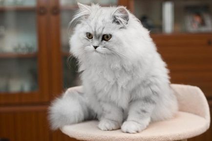 Persană pisica - caracteristici de rasă