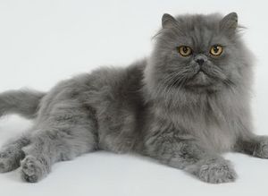 pisici persane în natură, de îngrijire, speranța de viață