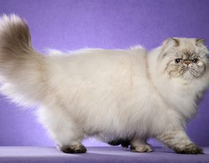 pisici persane în natură, de îngrijire, speranța de viață